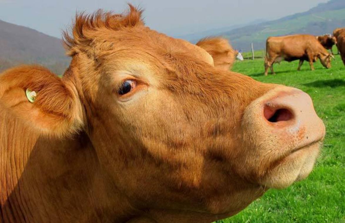Boer vraagt vriendin ten huwelijk door ring aan wel heel bizarre plek te hangen