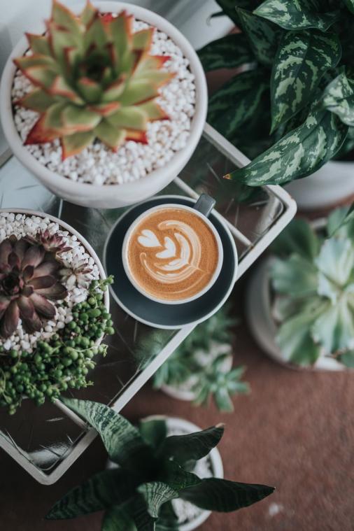 Waarom je je planten plezier doet met een kopje koffie