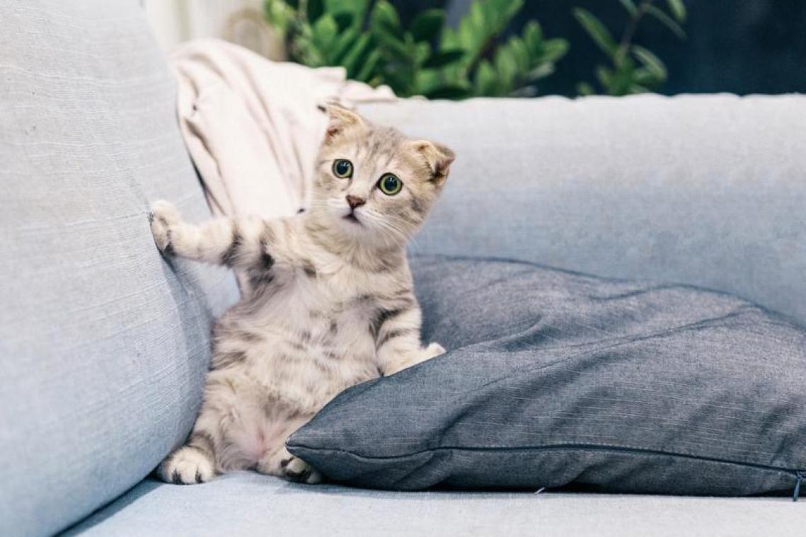 Internationale Kattendag: tien verrassende feiten en filmpjes