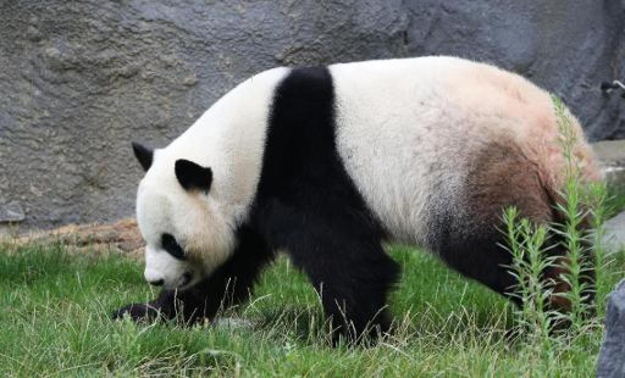 Twee panda's geboren in Pairi Daiza
