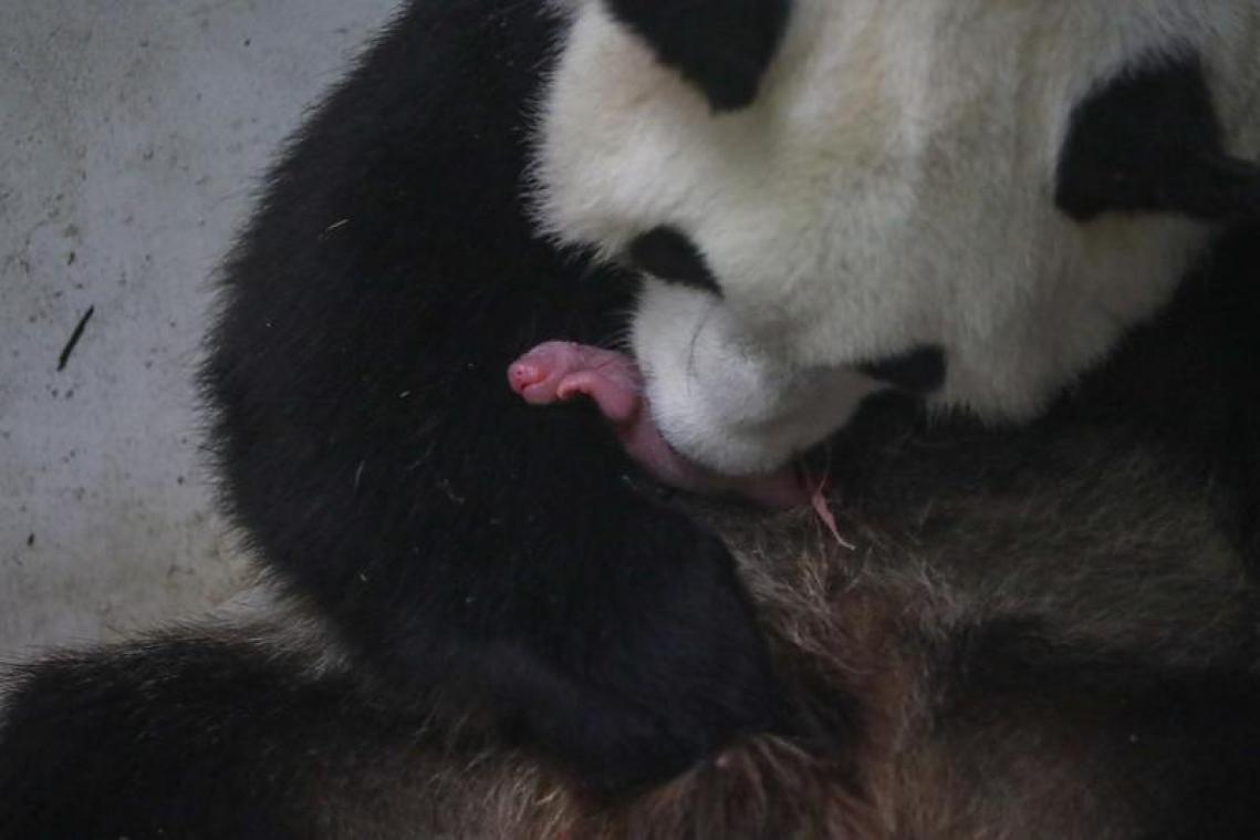 Pairi Daiza verwelkomt reuzenpandatweeling