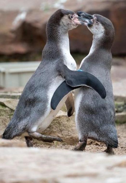 Homoseksueel pinguïnpaar in zoo van Berlijn maakt zich op voor vaderschap