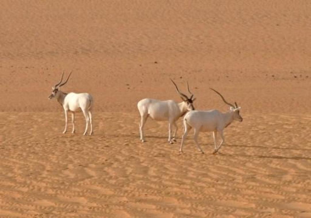 Grootste natuurreservaat van Afrika bedreigd door olie-ontginning