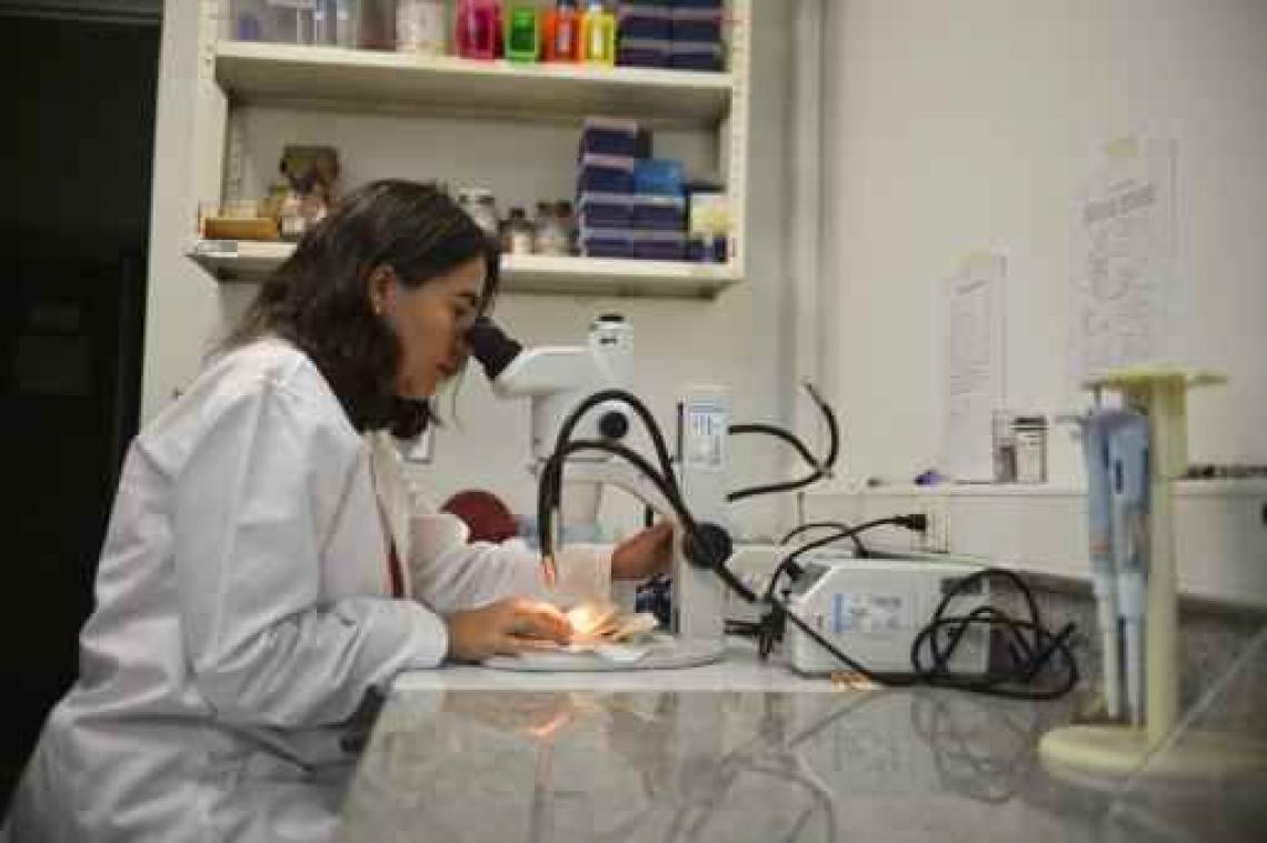 Zikavirus - Verband tussen zikavirus en microcefalie onomstotelijk vastgesteld