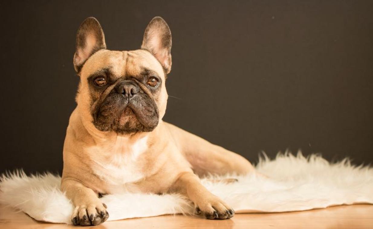 Droombaan: hond en baasje gezocht om hotels uit te testen