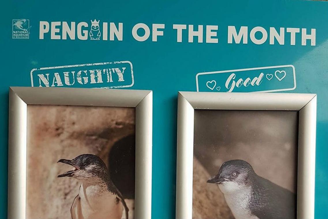 Nieuw-Zeelandse zoo kiest 'pinguïn van de maand'