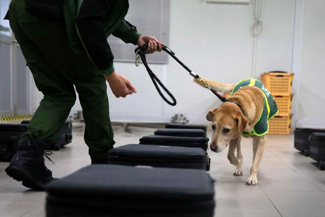 Speurhonden op Manchester Airport vinden geen drugs, wel kaas en worst