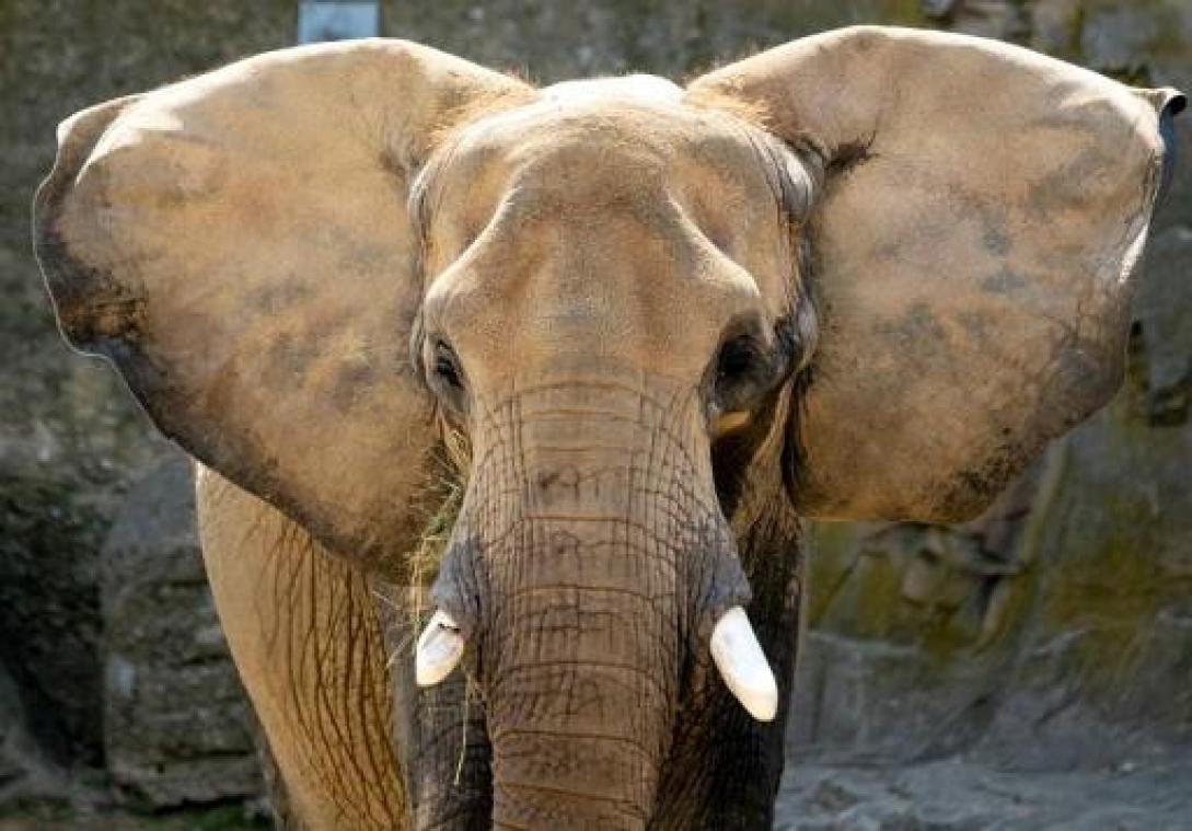 Naar een verbod op Afrikaanse olifanten in dierentuinen en circussen