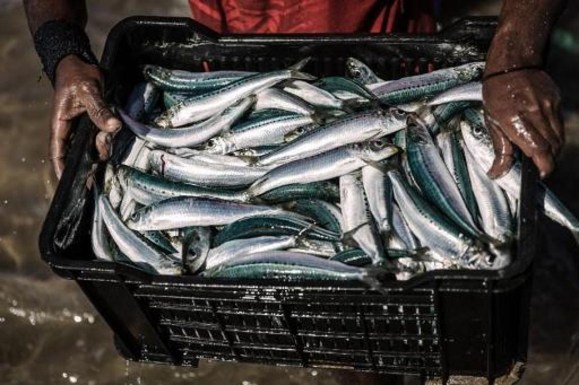 Eten we binnenkort sardienen of tonijn uit de Noordzee?