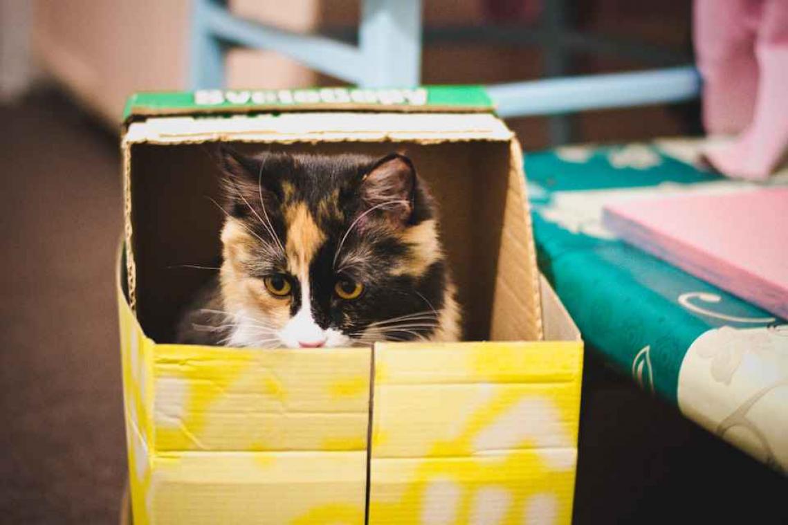 Waarom katten in kartonnen dozen kruipen