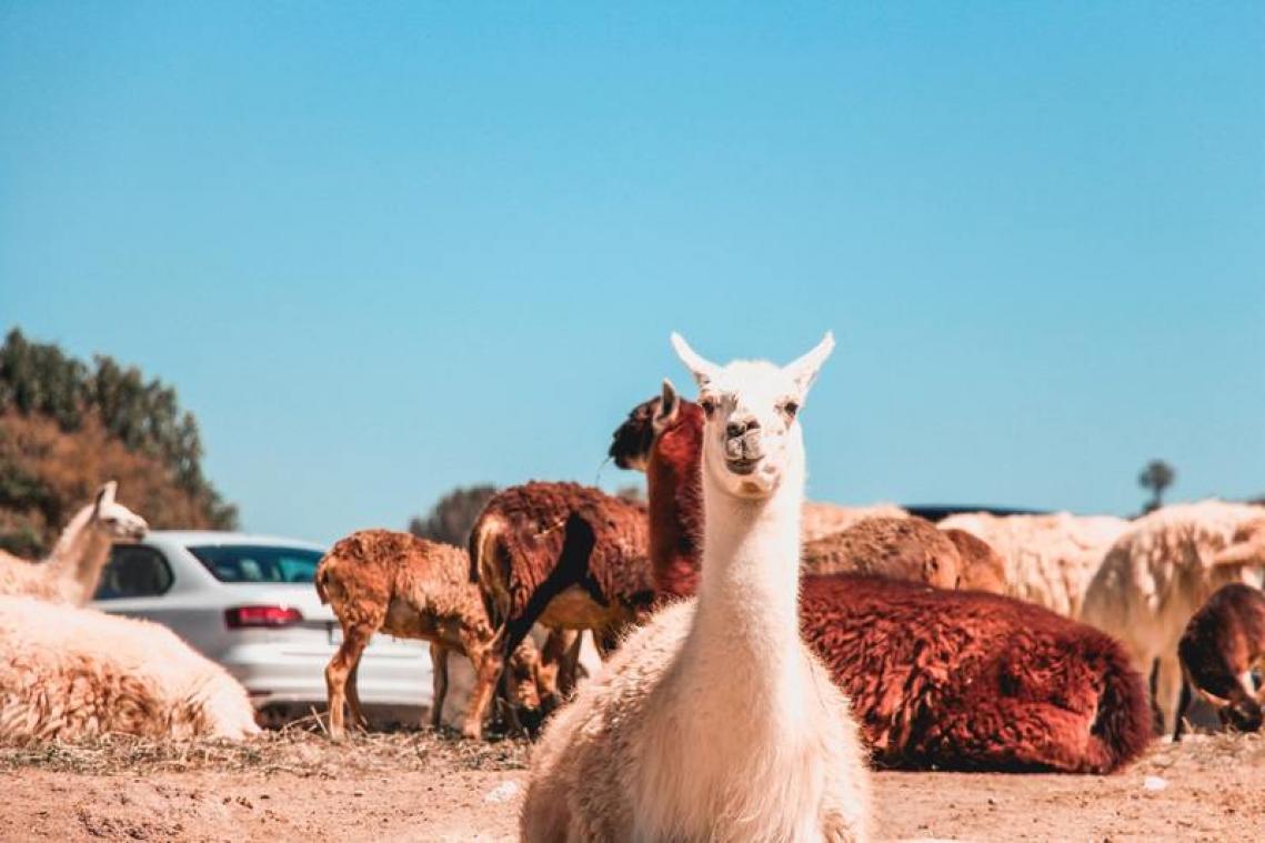 Blokkende PXL-studenten kunnen ontspannen met alpaca's