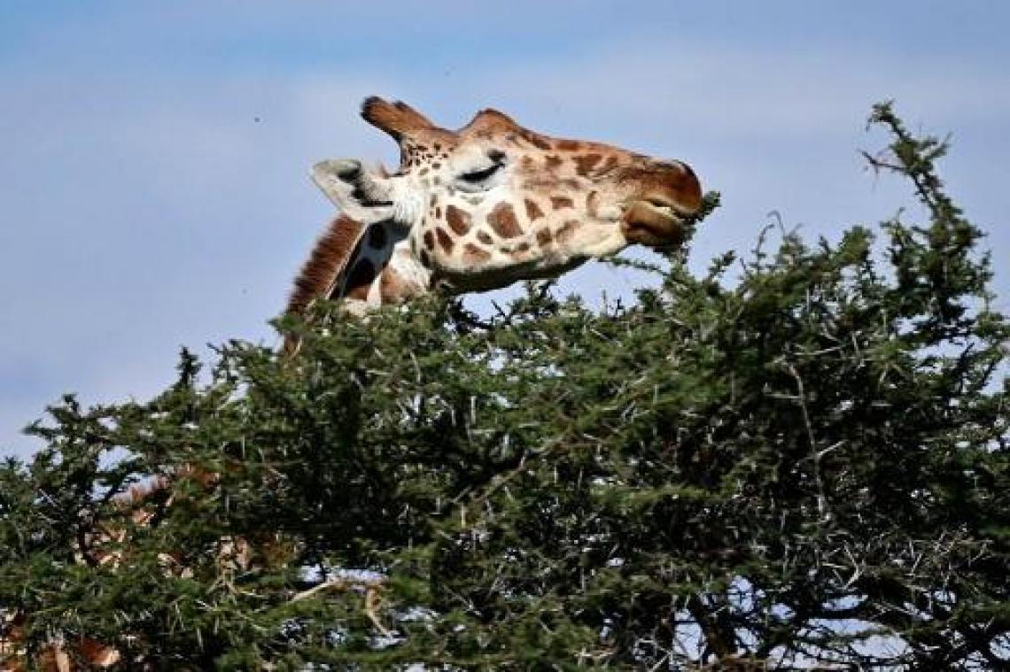 Honderd landen stemmen voor de bescherming van giraffen