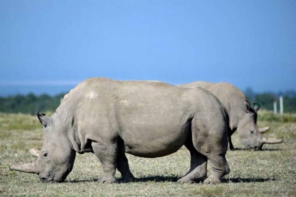 Redding uitstervende witte neushoorn stap dichterbij