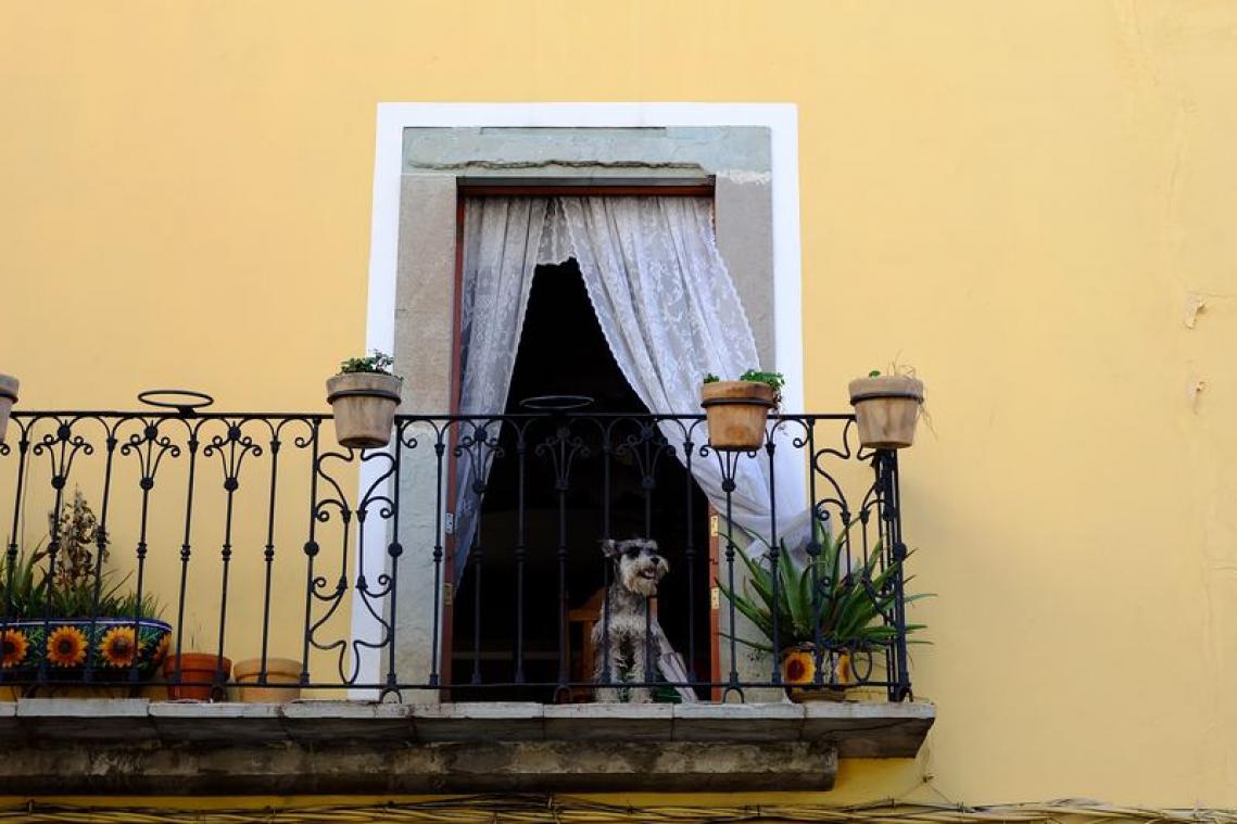 Politie redt puppy die in volle zon op balkon zat