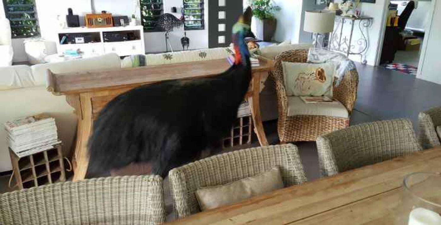 Koppel krijgt een levensgevaarlijke vogel over de vloer