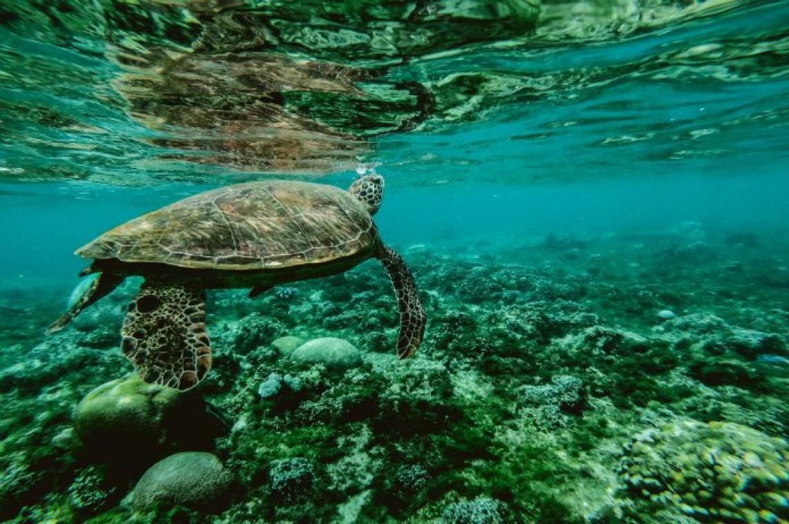 Toestand van Groot Barrièrerif in Australië nog zorgwekkender dan gedacht