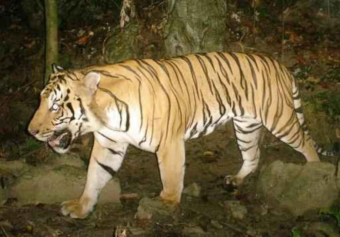 Ervaren dierenverzorgster gedood door tijger in Florida