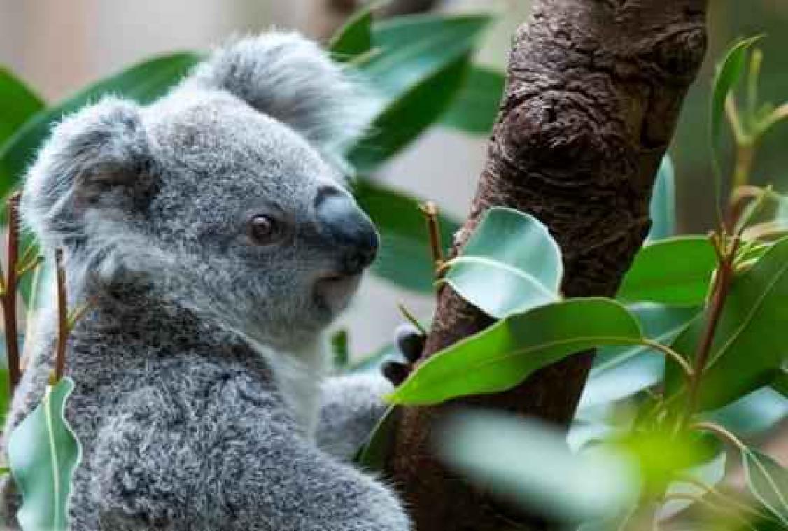 Drie koala's aangekomen in Pairi Daiza