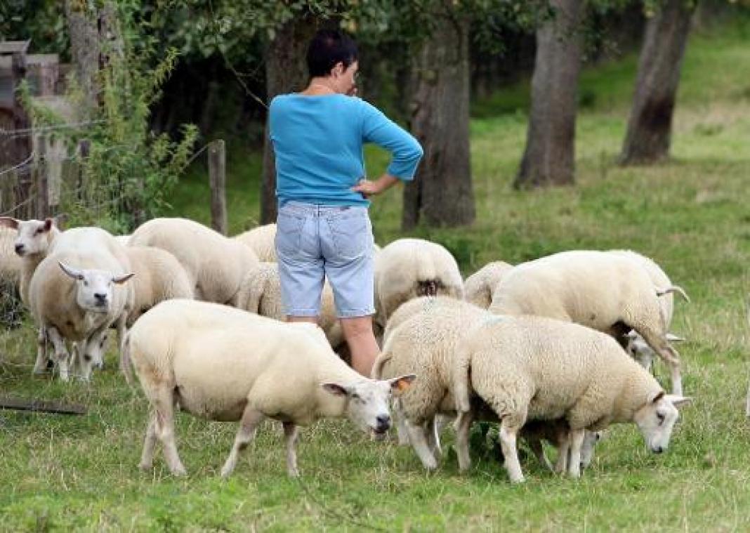 Dierenartsen pleiten voor verplichte vaccinatie tegen blauwtong