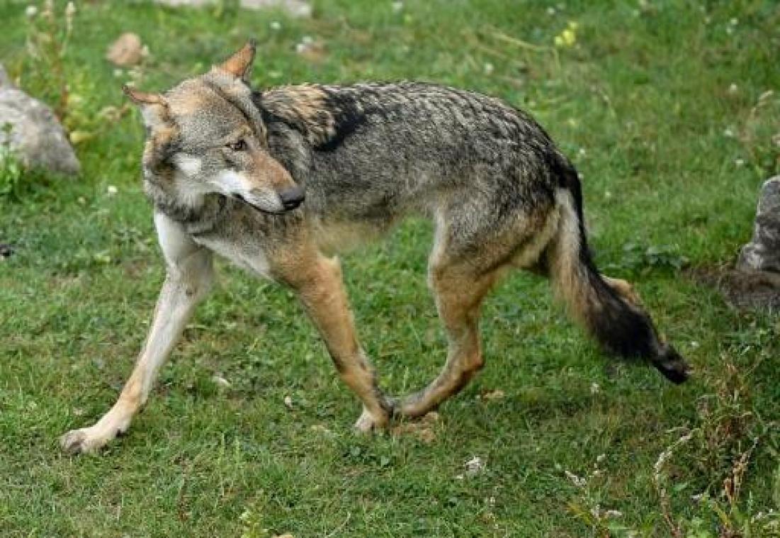 Vijfde wolf in Wallonië