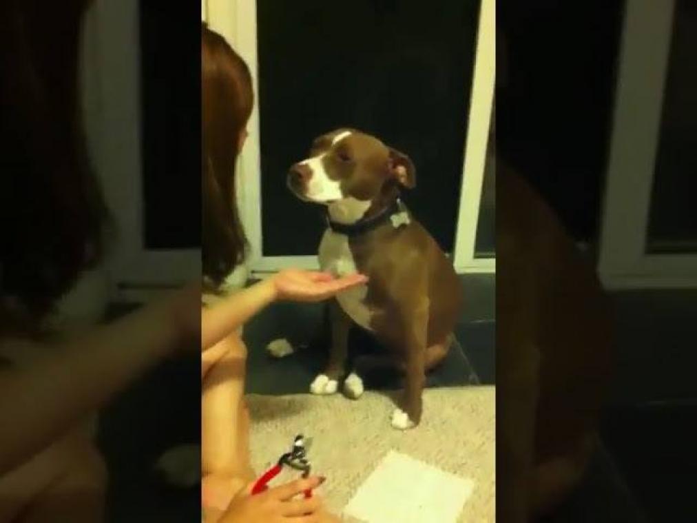 VIDEO. En de Oscar gaat naar... deze hond die doet alsof hij flauwvalt bij nagelknippen