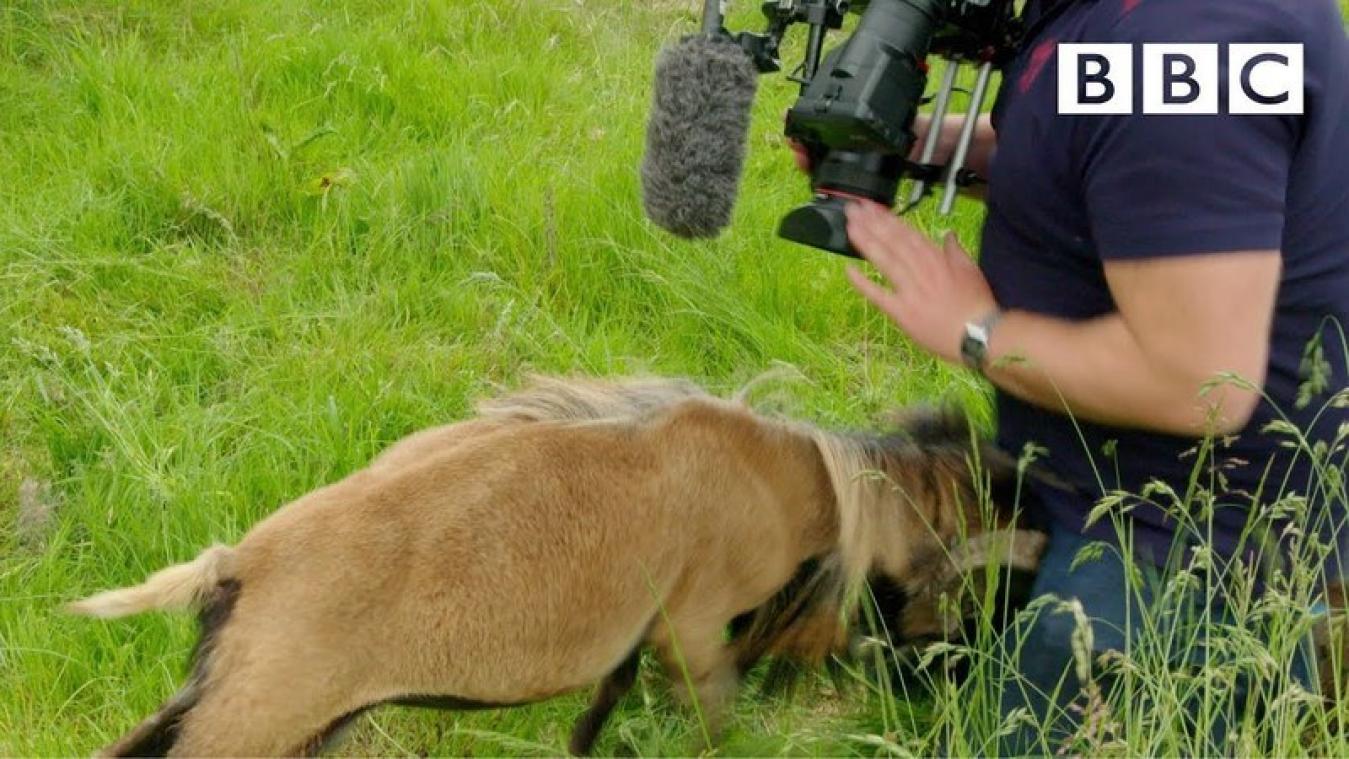 VIDEO. Auwtch! Boze ram zet zijn hoorns in edele delen van BBC-cameraman