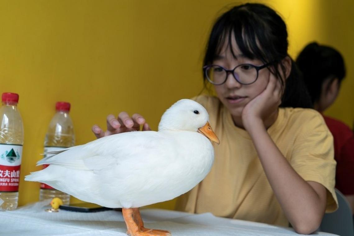 BIZAR. In dit Chinese café kan je verpozen met eenden en minivarkens