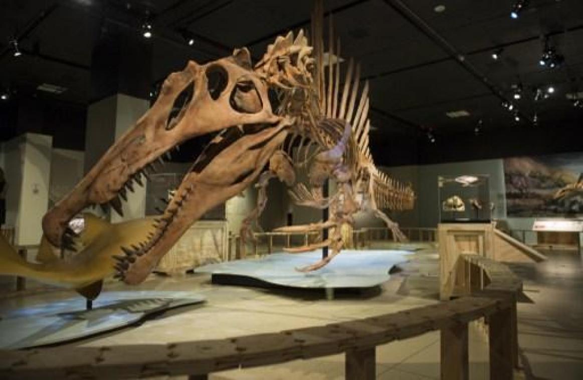 VUB-onderzoekers bewijzen dat meteoriet dinosauriërs uitroeide