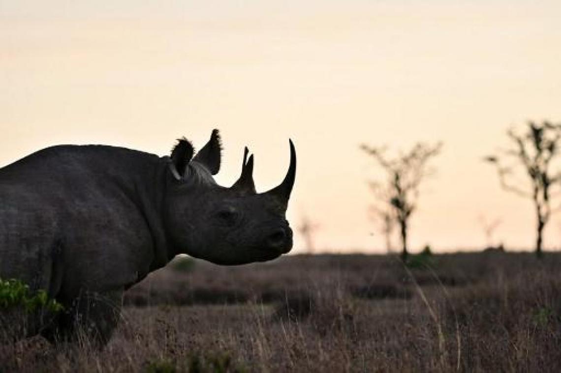 Negen Zuid-Afrikaanse neushoorns uitgezet in Serengeti