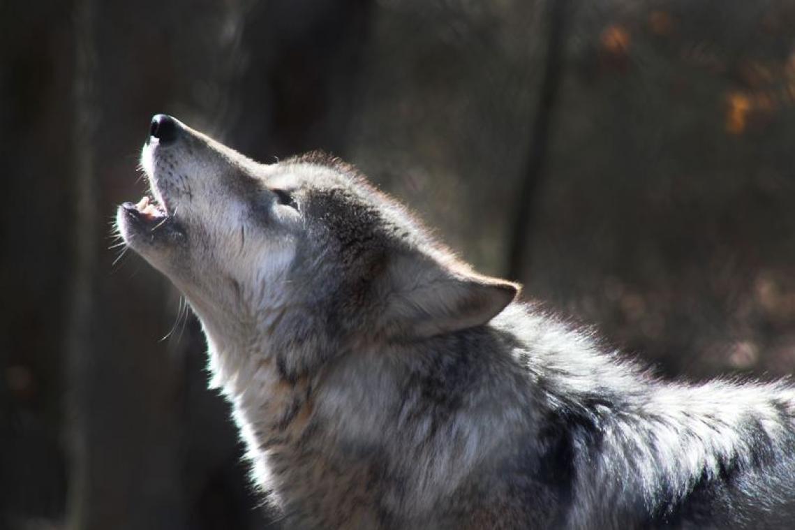 De wolf in de Hoge Venen heeft nu ook een naam