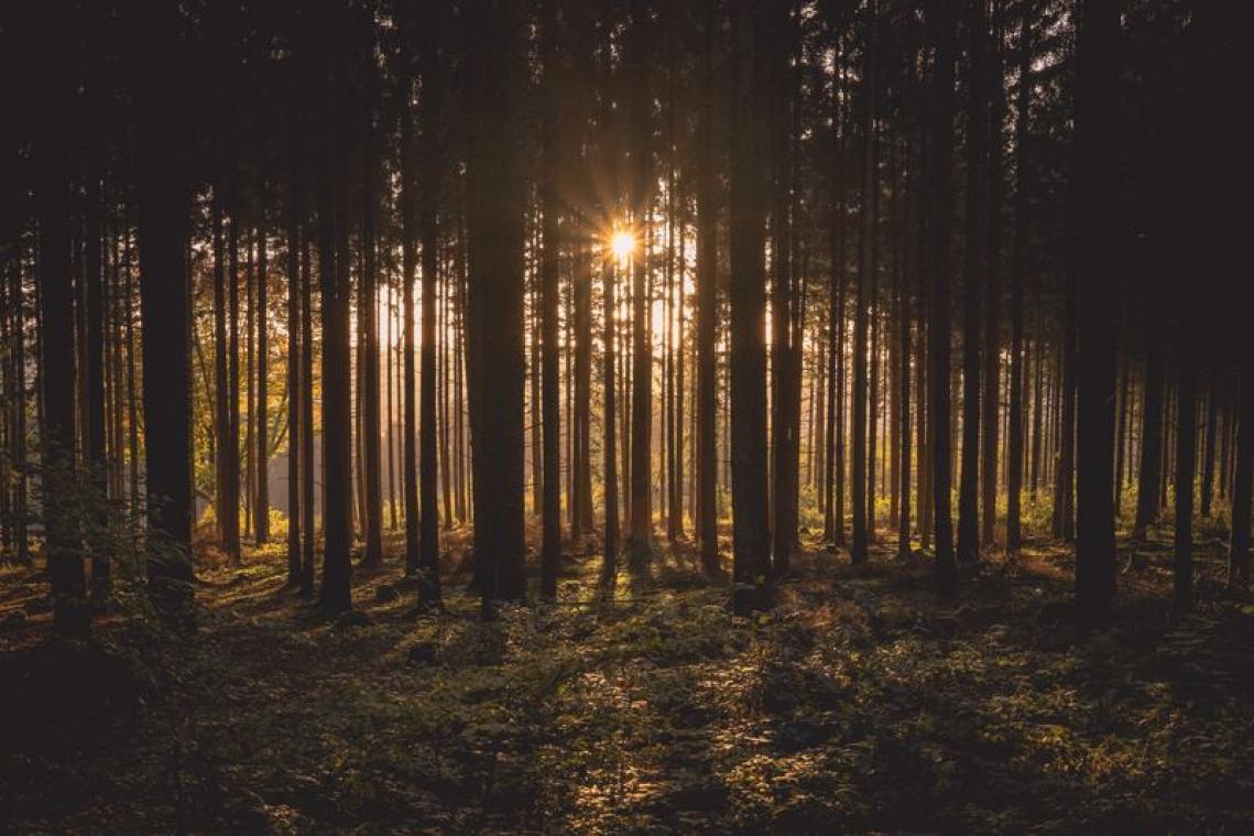 Bossen stoten CO2 uit tijdens hittegolf