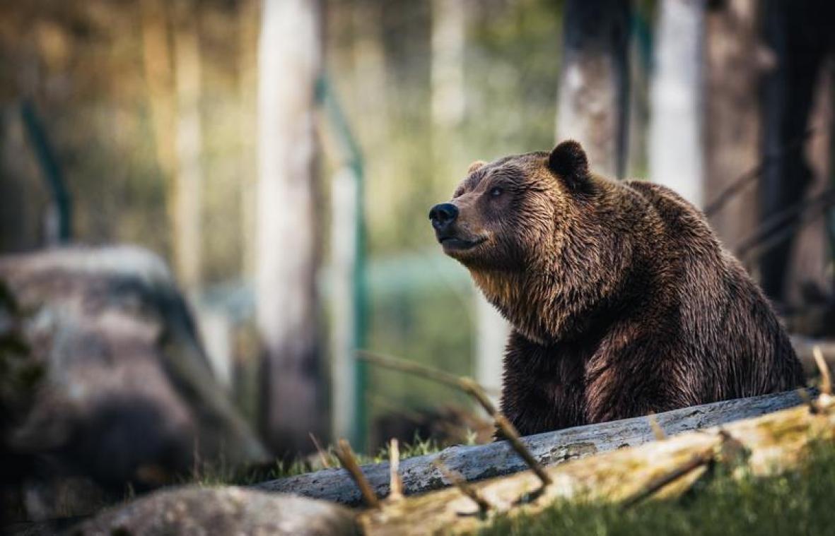 Duel met grizzlybeer komt man duur te staan