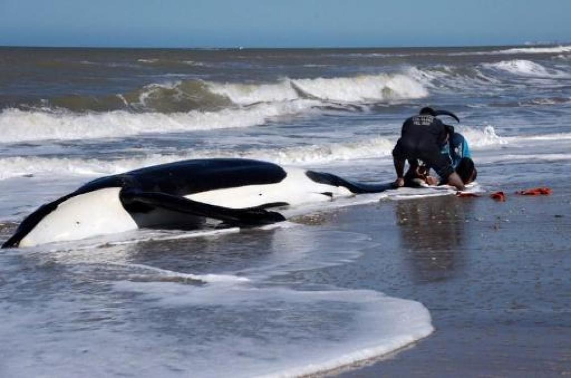 Zeven orka's aangespoeld op Argentijnse oostkust