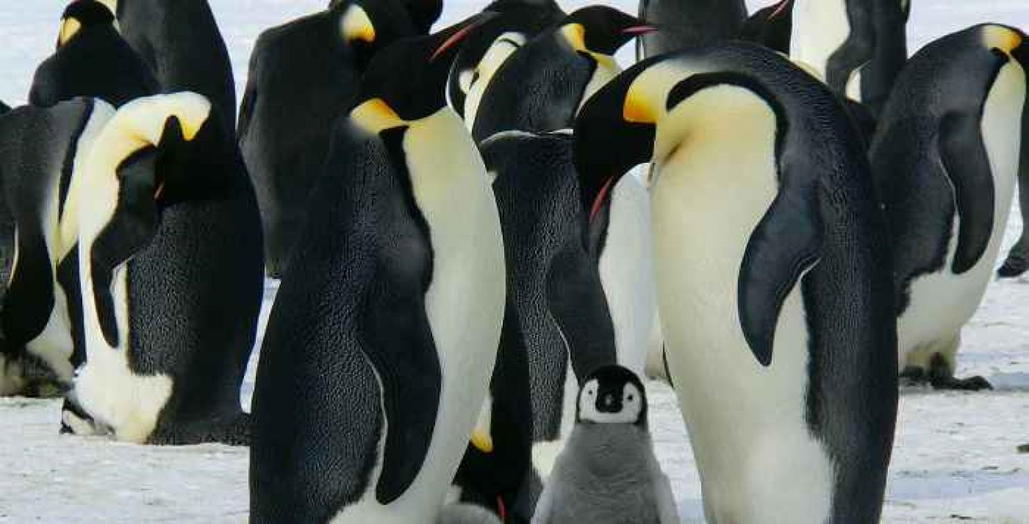 Homoseksueel pinguïnkoppel kan dankzij overplaatsing voor altijd samenblijven