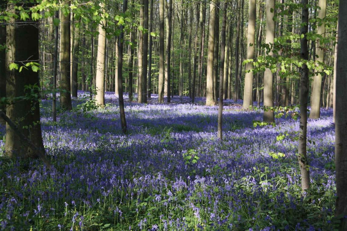 Bloemenpracht trekt massa toeristen