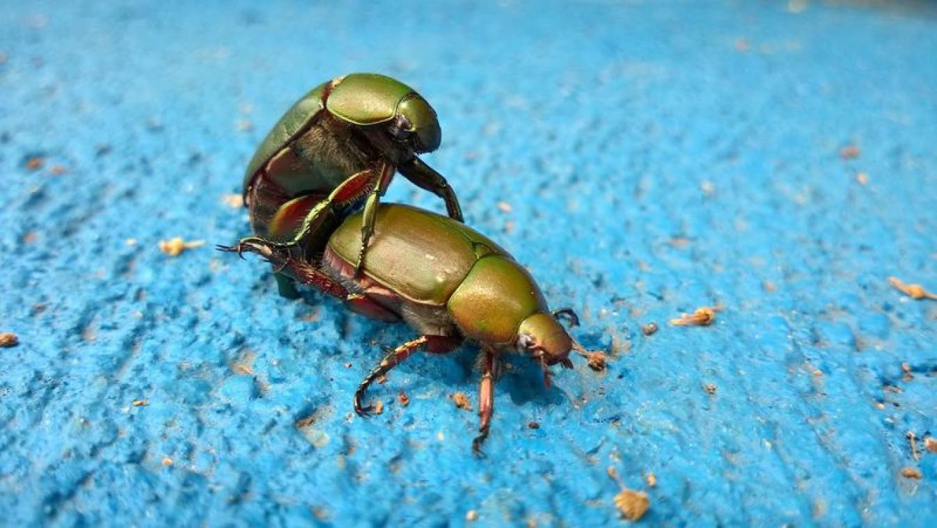 Dit is het meest populaire standje tijdens het liefdesspel