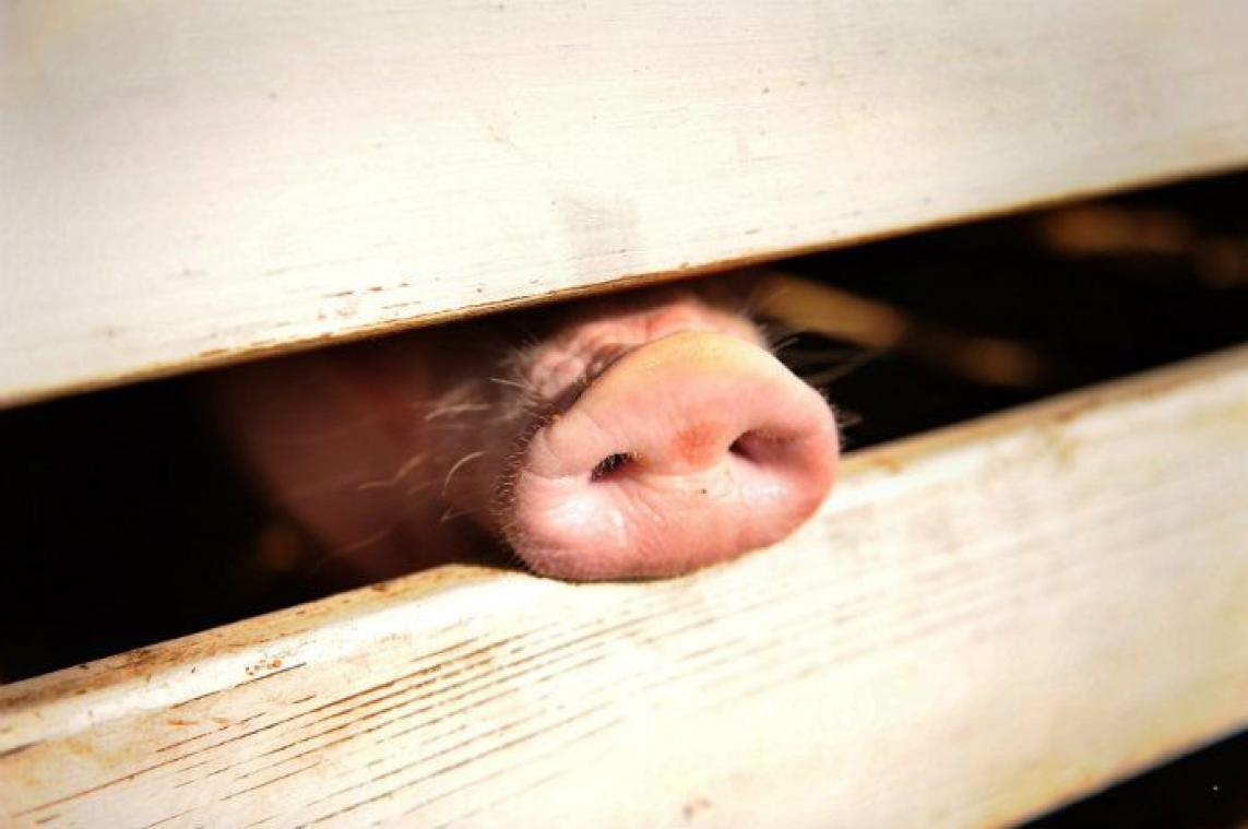 10.000 ton extra varkensvlees moet Chinezen door feestdagen helpen