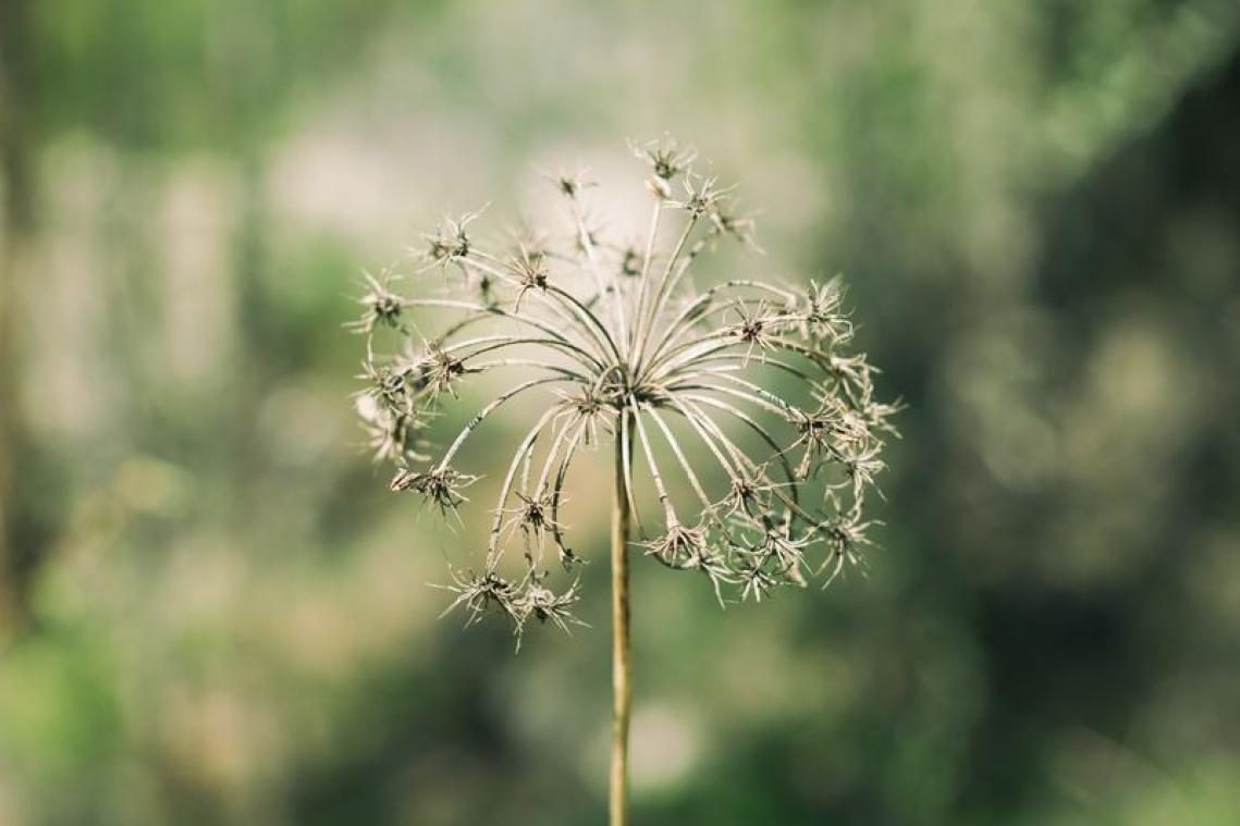 Dit medium brengt je in contact met je overleden planten