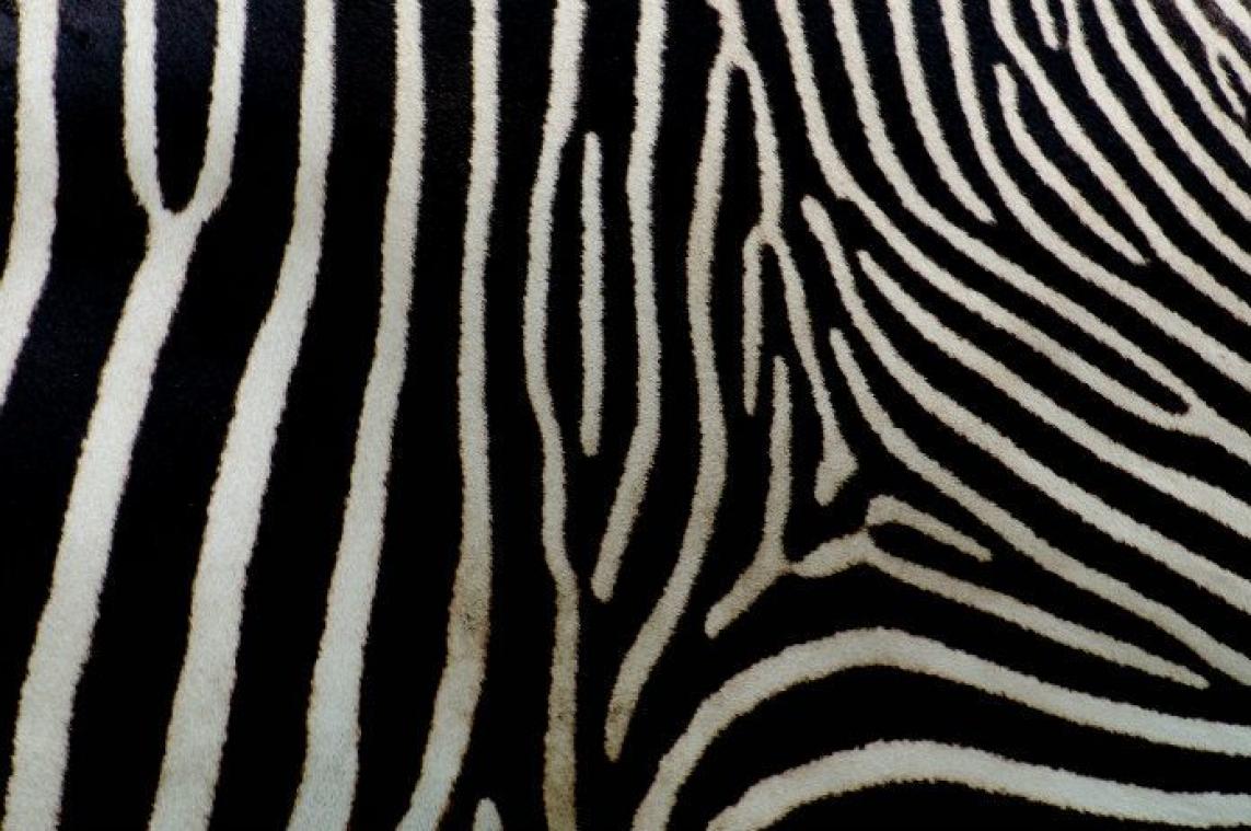 IN BEELD. Deze jonge zebra heeft geen strepen maar... stippen