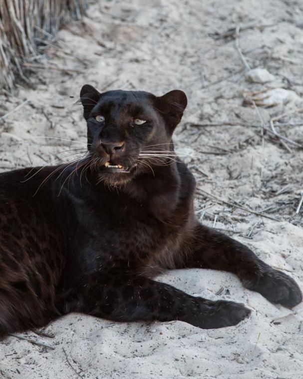 Zwarte panter is ontsnapt in Frankrijk en zwerft rond op daken