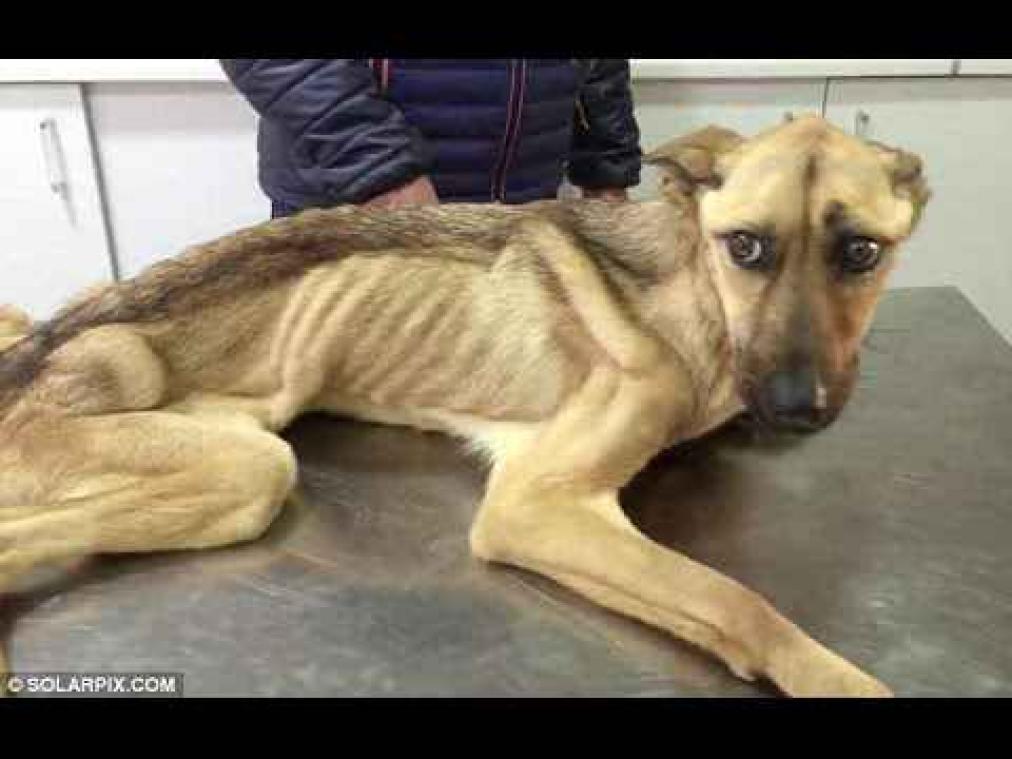 Uitgemergelde puppy ondergaat ongelofelijke transformatie