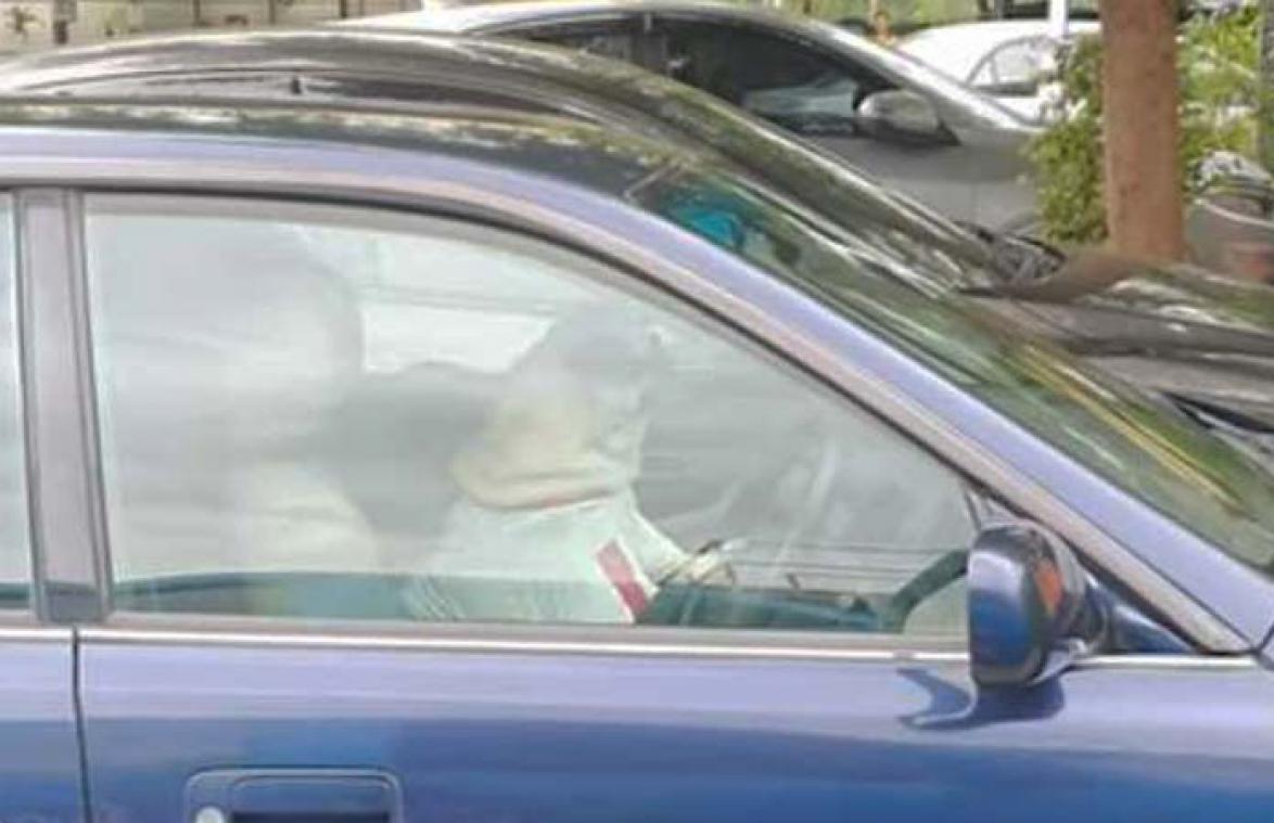 VIDEO. Hilarisch! Ongeduldige hond in auto toetert omdat baasje te lang wegblijft