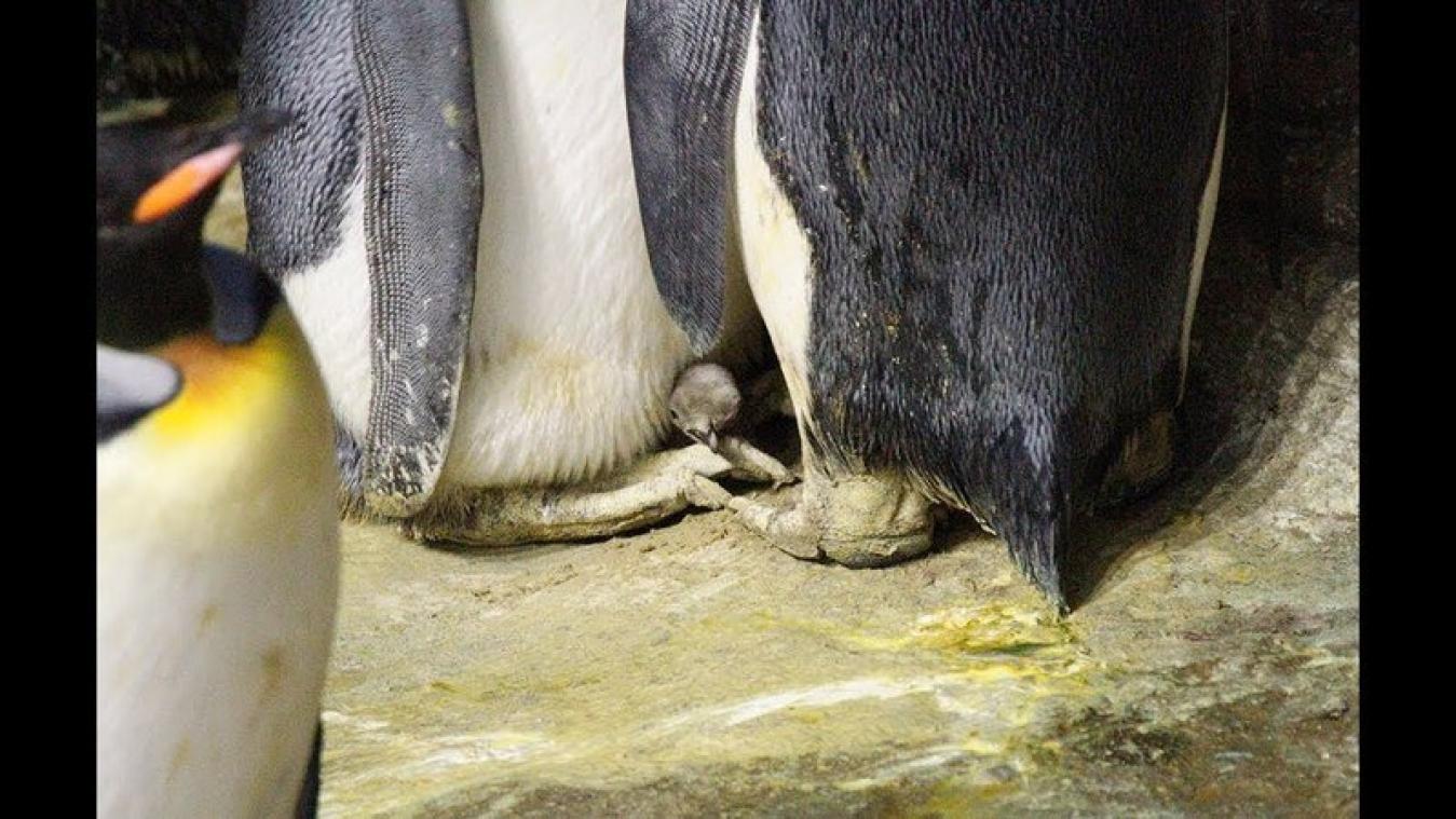 VIDEO. Koningspinguïn komt piepen in Antwerpse zoo