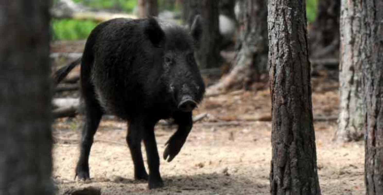 Japans eilandje bedreigd door wilde zwijnen