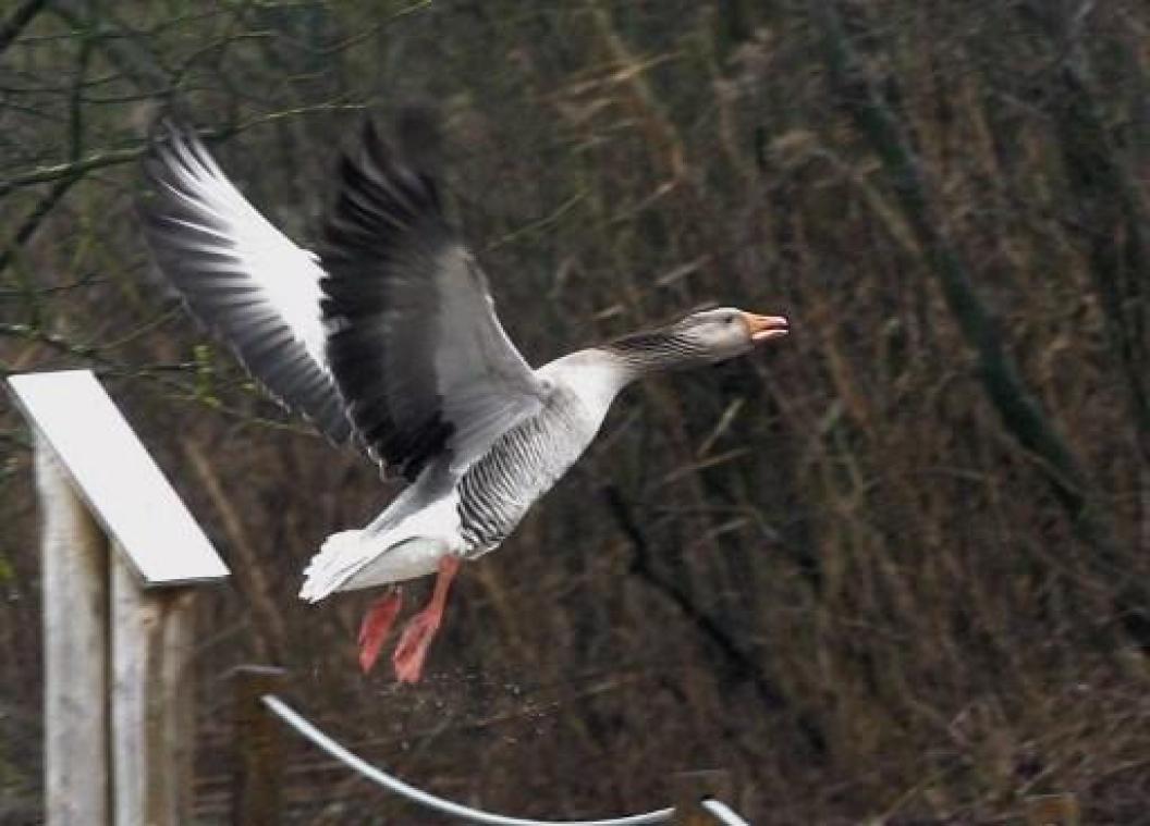 Dierenrechtenorganisaties richten hun pijlen op gansrijden
