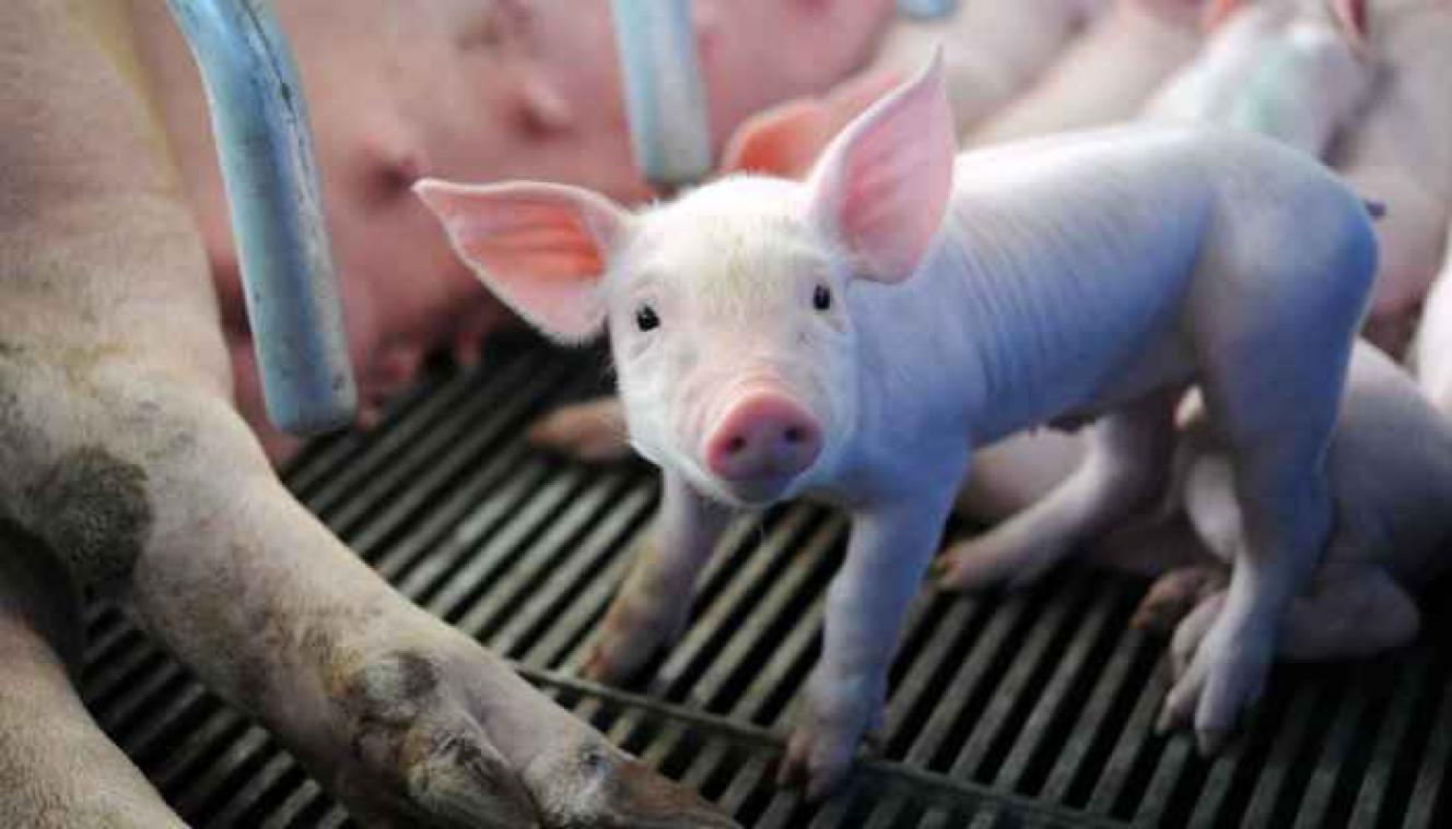 Schokkend: hoe varkens 'humaan' geslacht worden