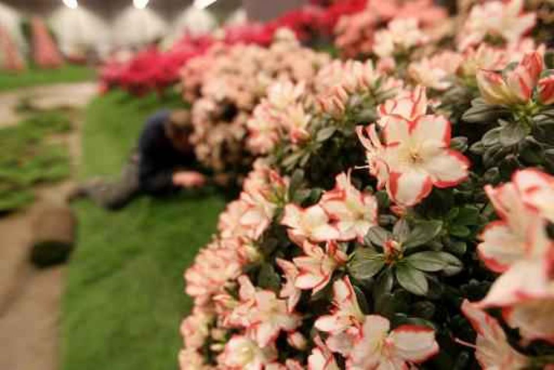 Imponerende kleurenpracht in Gentse binnenstad met terugkeer Floraliën