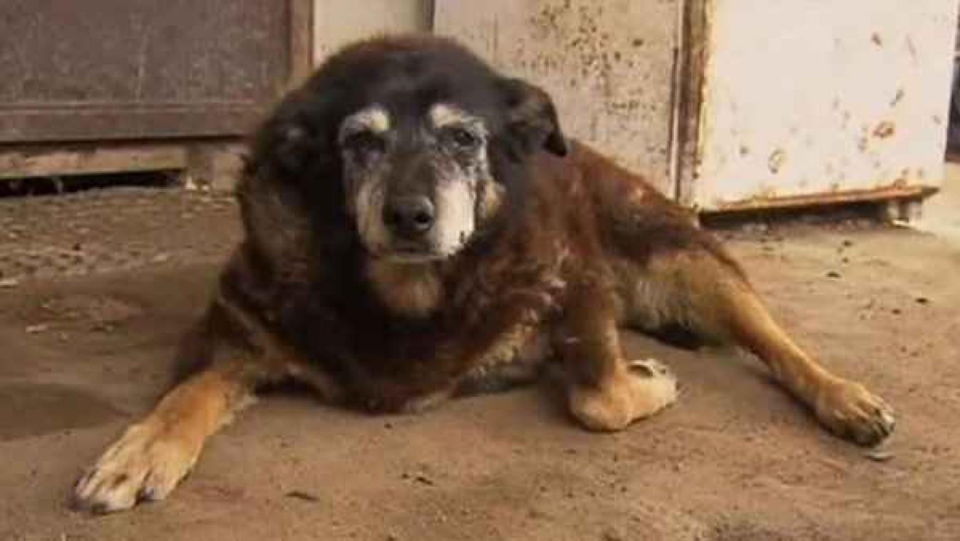 Oudste hond ter wereld is overleden