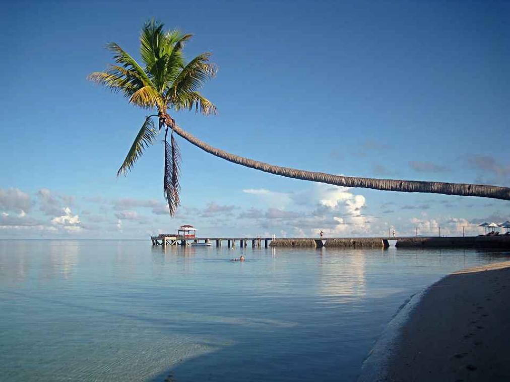 Nieuwe diersoort ontdekt in Indonesië