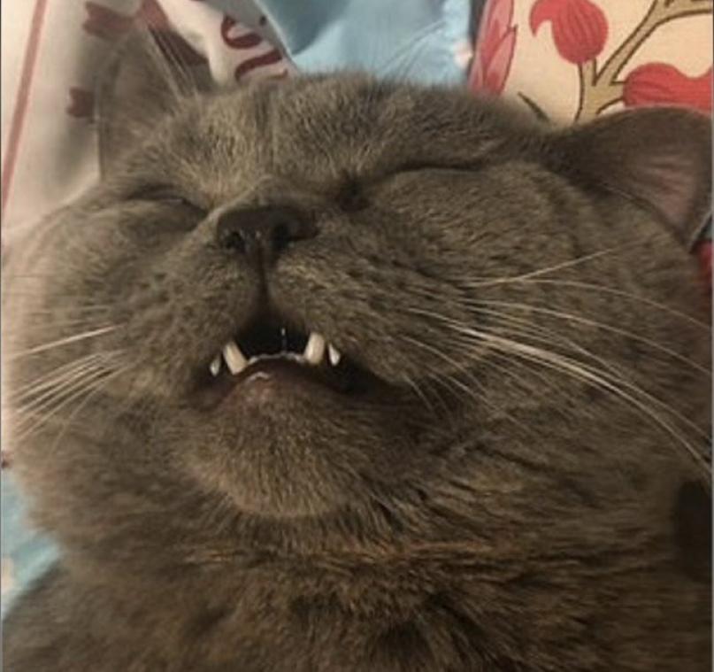 Bronstige kater moet aan de glucose nadat hij in één nacht stoeide met vijf poezen
